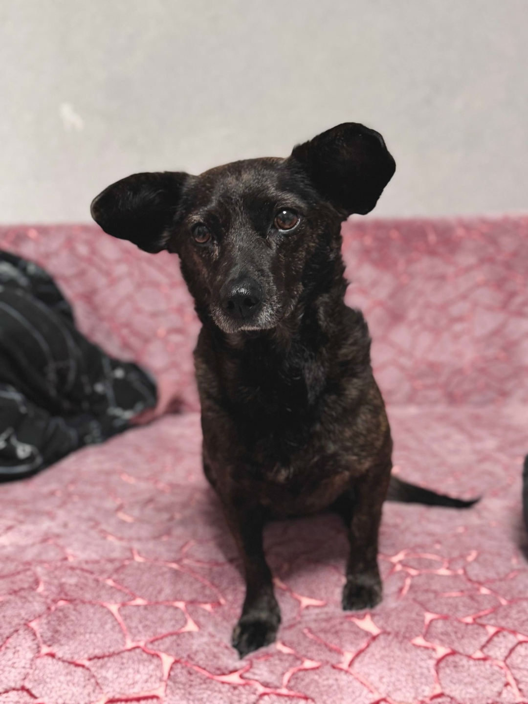 Пропала собака в Стерлитамаке — фото объявления