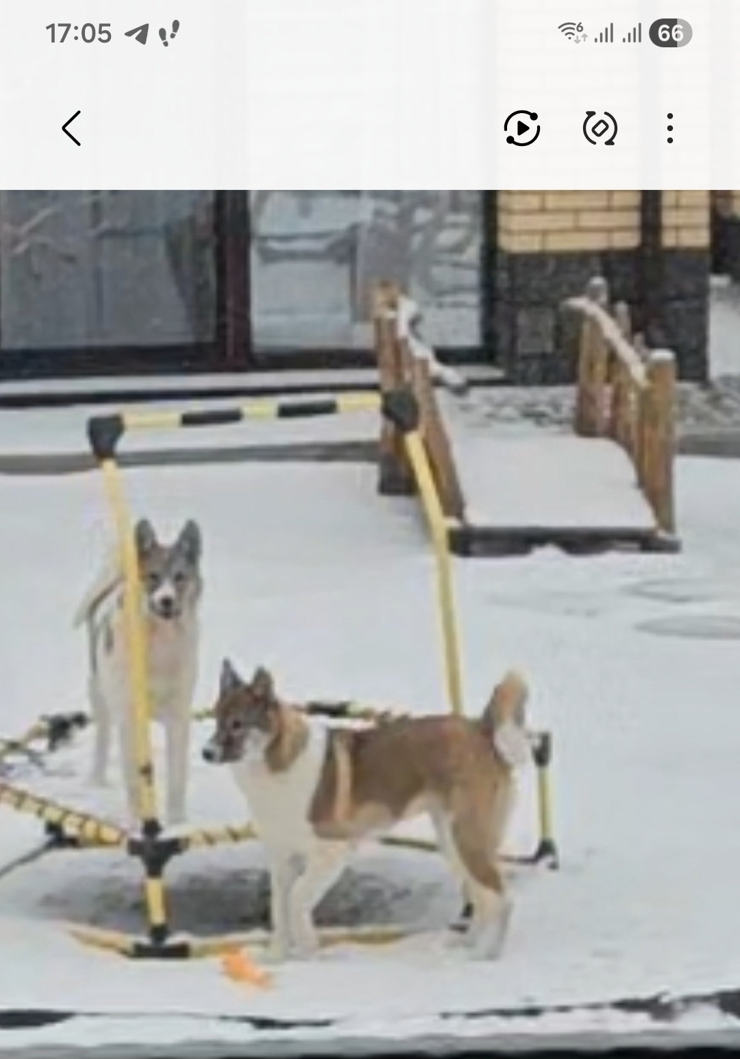 Пропала собака в Стерлитамаке — фото объявления