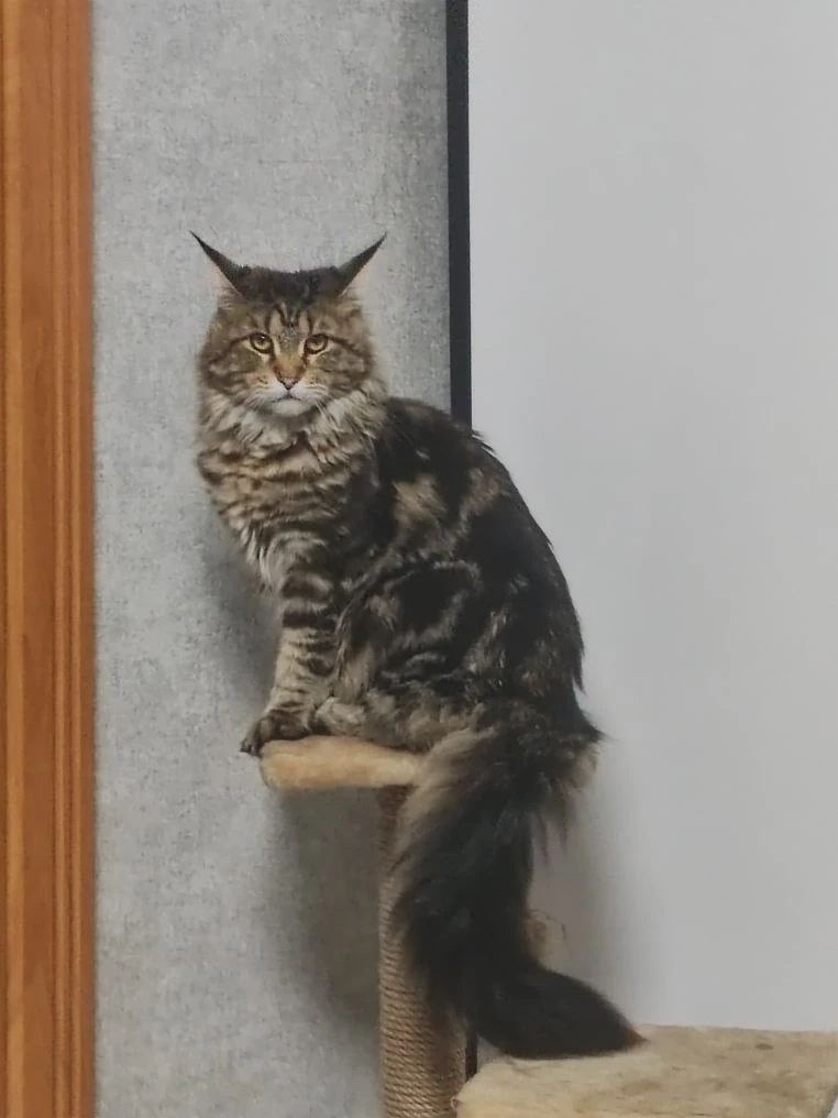 Пропала собака в Стерлитамаке — фото объявления