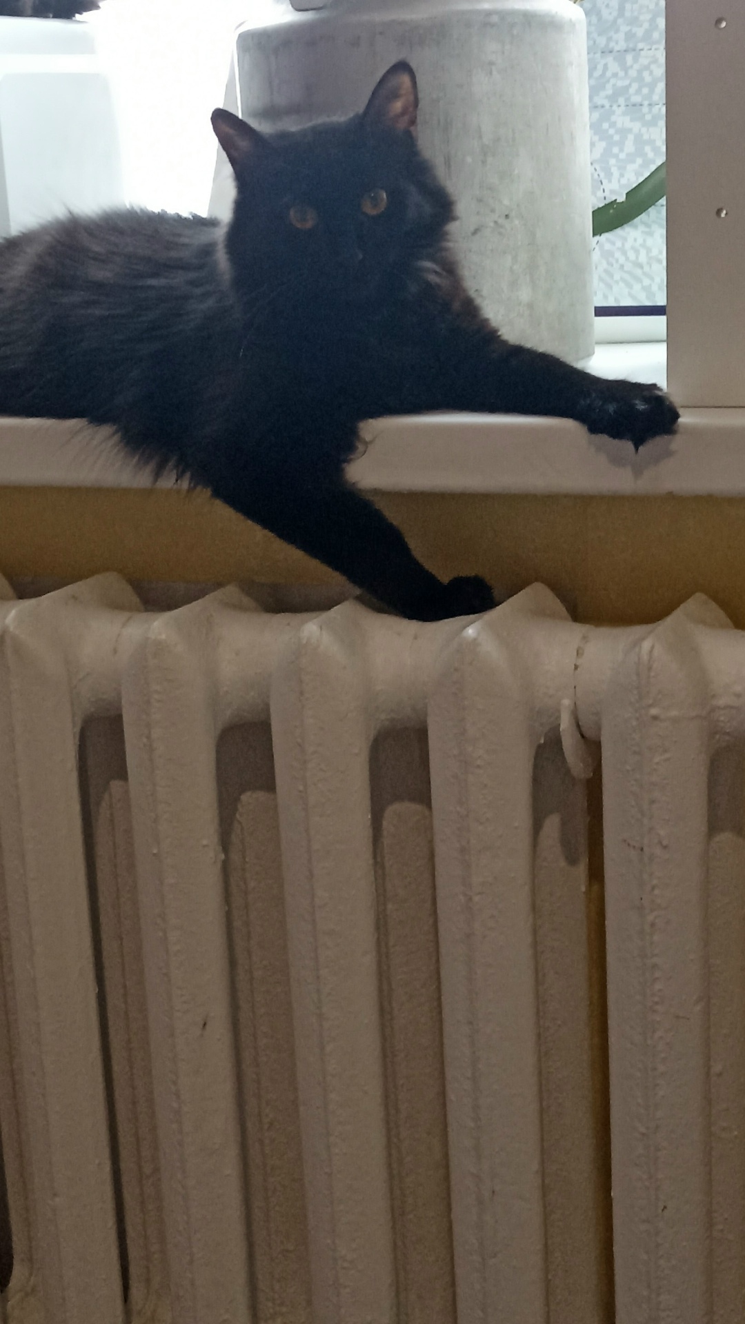 Пропала кошка в Стерлитамаке — фото объявления