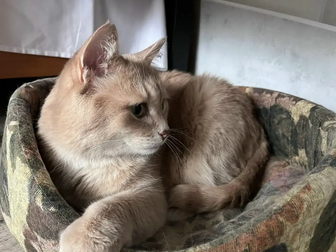 Найдена кошка в Стерлитамаке — фото объявления