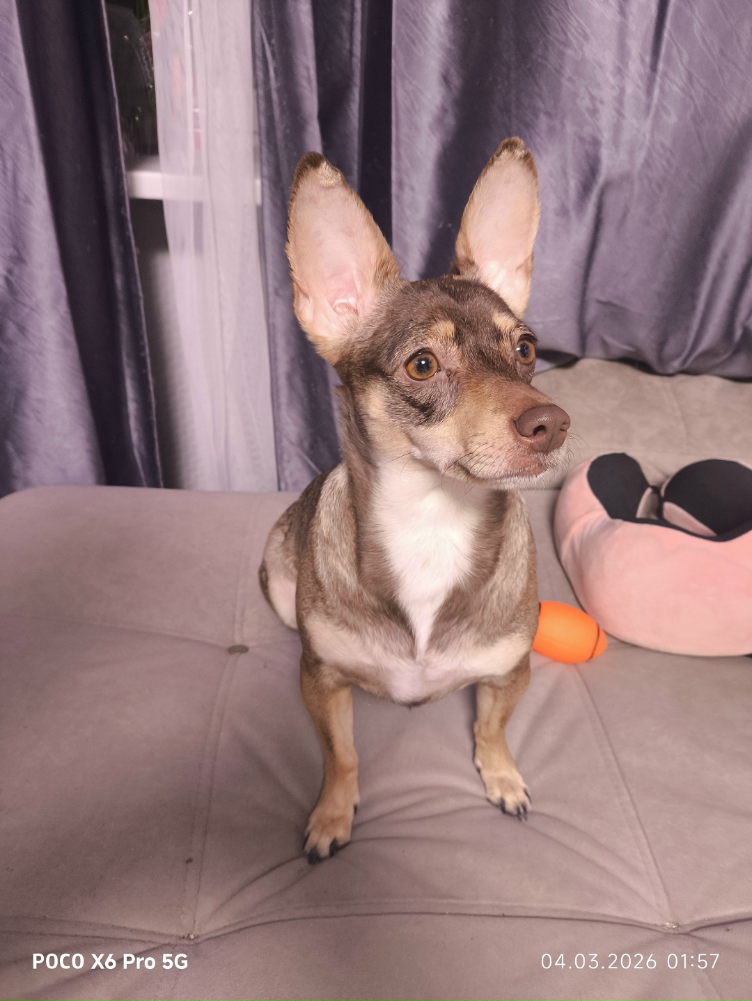 Найдена собака в Стерлитамаке — фото объявления