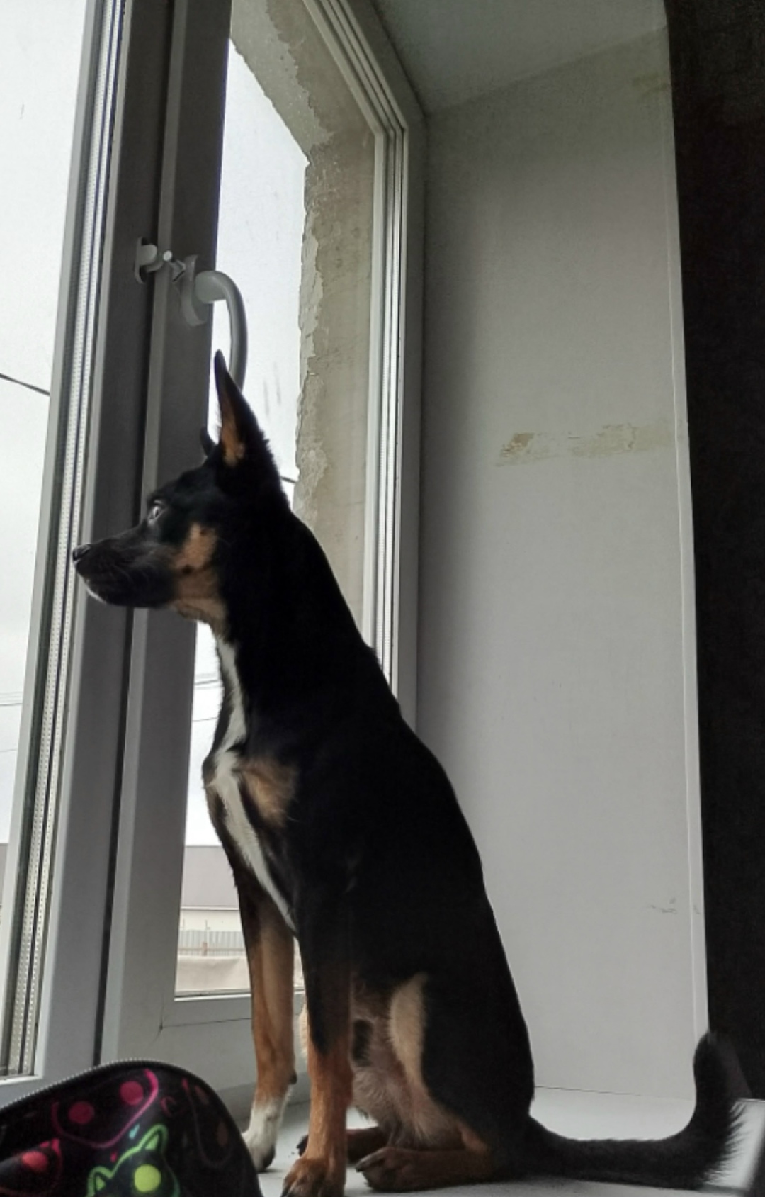 Найдена собака в Стерлитамаке — фото объявления