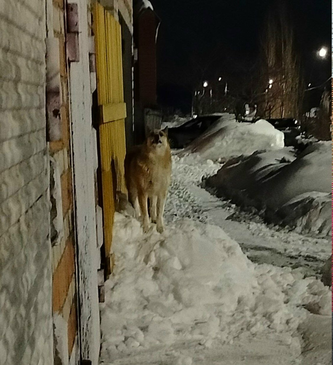 Пропала собака в Стерлитамаке — фото объявления