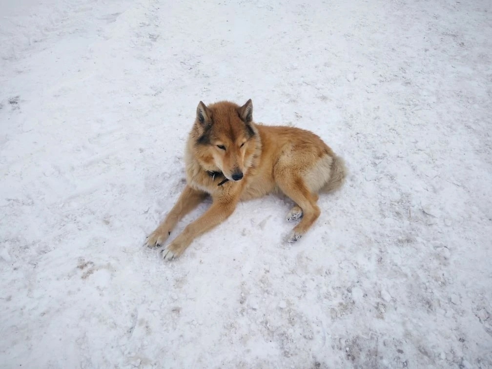 Пропала собака в Стерлитамаке — фото объявления