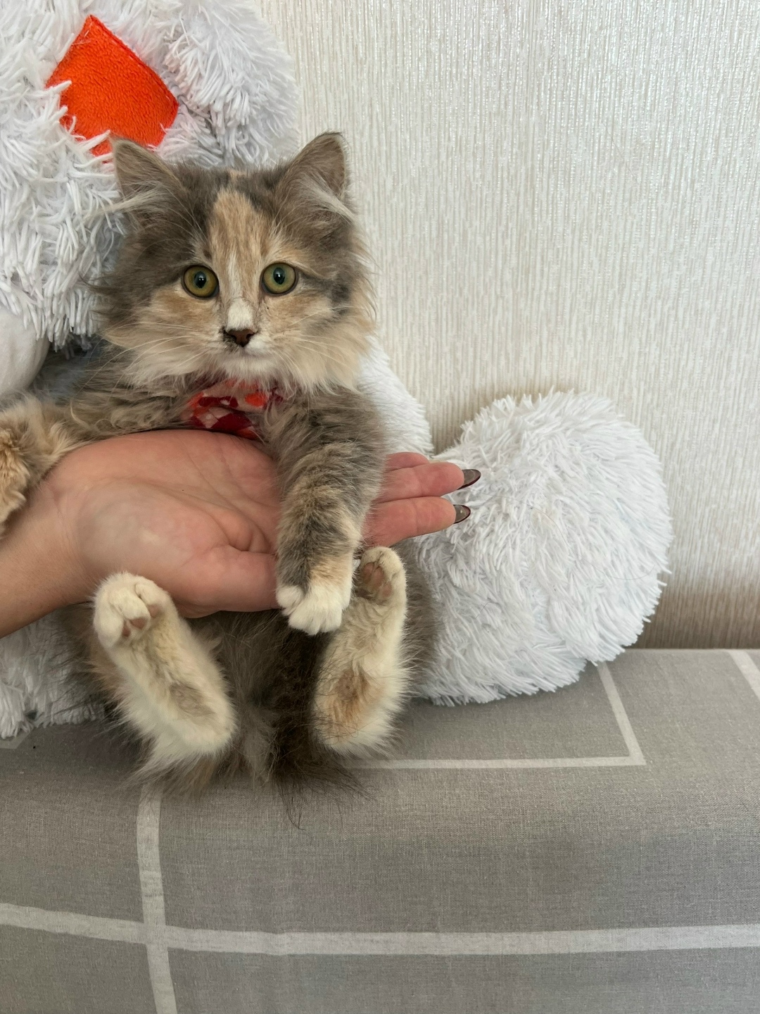 Найдена собака в Стерлитамаке — фото объявления