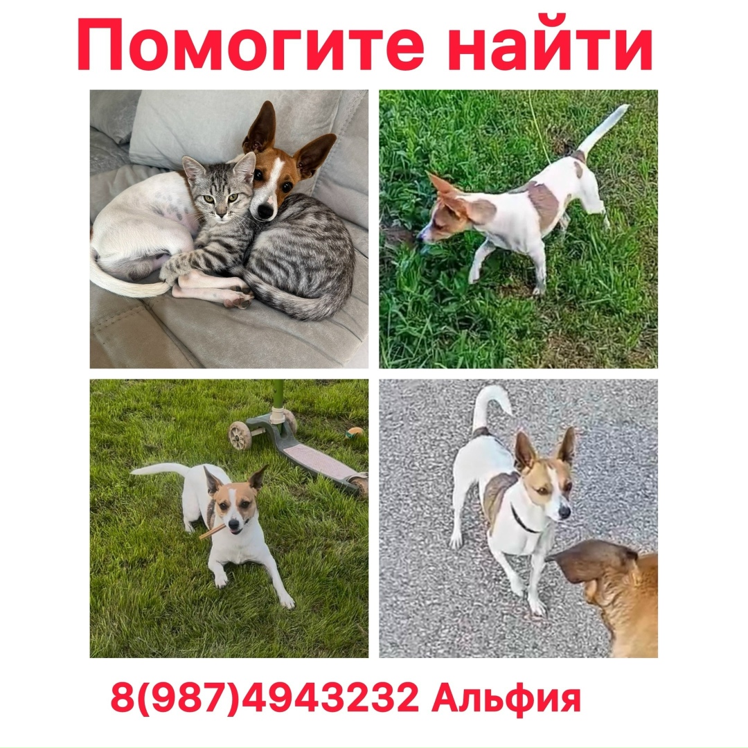 Пропала собака в Стерлитамаке — фото объявления