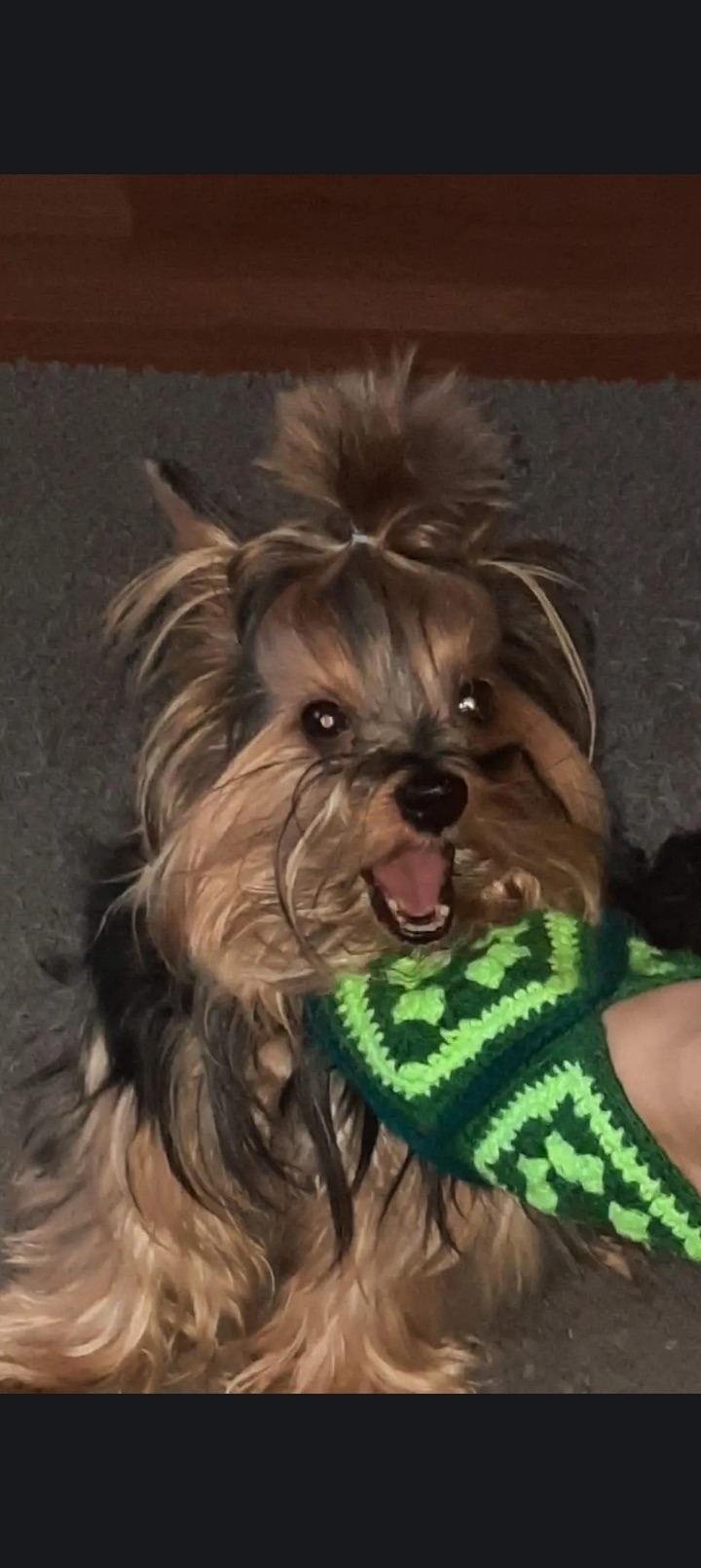 Пропала собака в Стерлитамаке — фото объявления