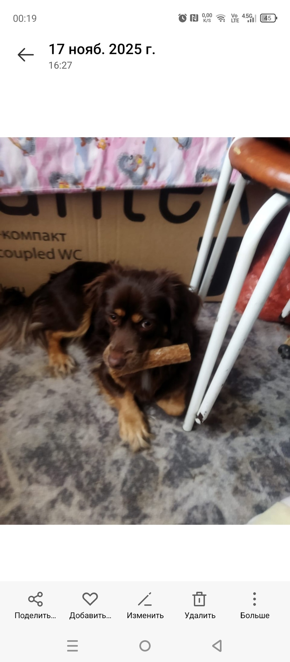 Пропала собака в Стерлитамаке — фото объявления