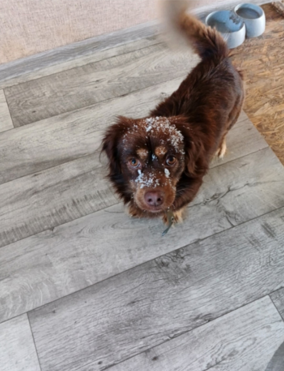 Пропала собака в Стерлитамаке — фото объявления