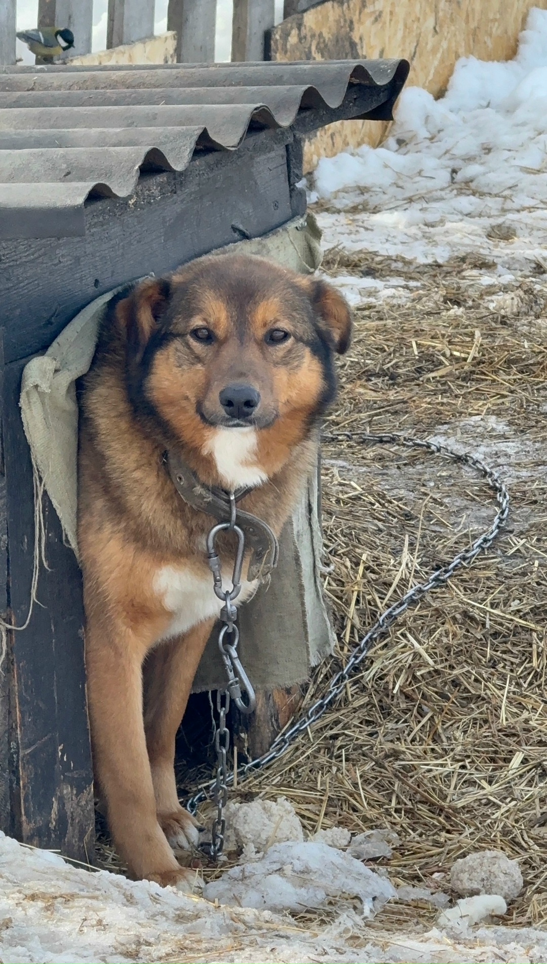 Найдена собака в Стерлитамаке — фото объявления