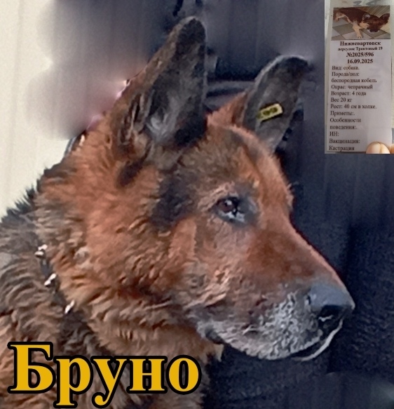 Найдена собака в Стерлитамаке — фото объявления