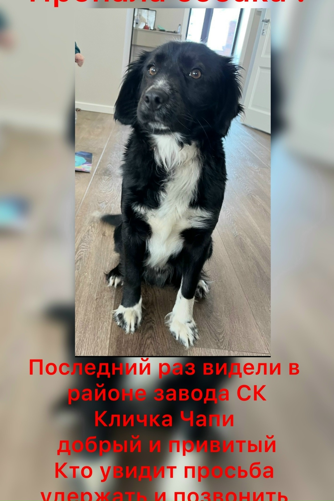 Пропала собака в Стерлитамаке — фото объявления