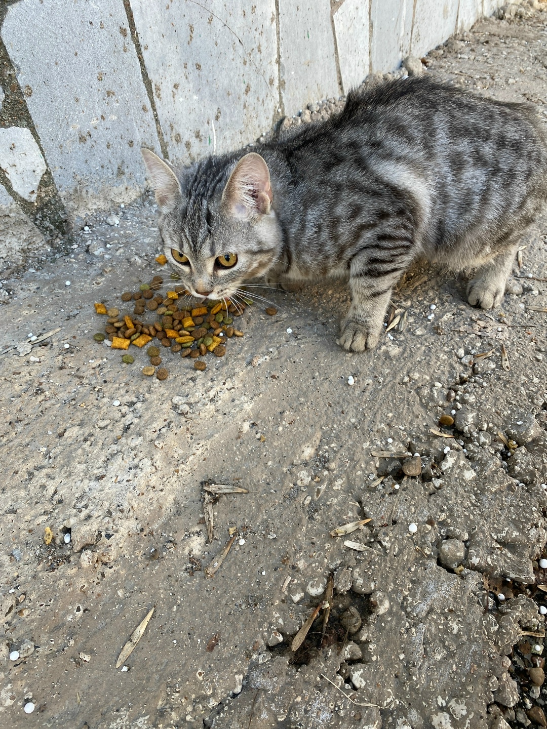Пропала кошка в Стерлитамаке — фото объявления