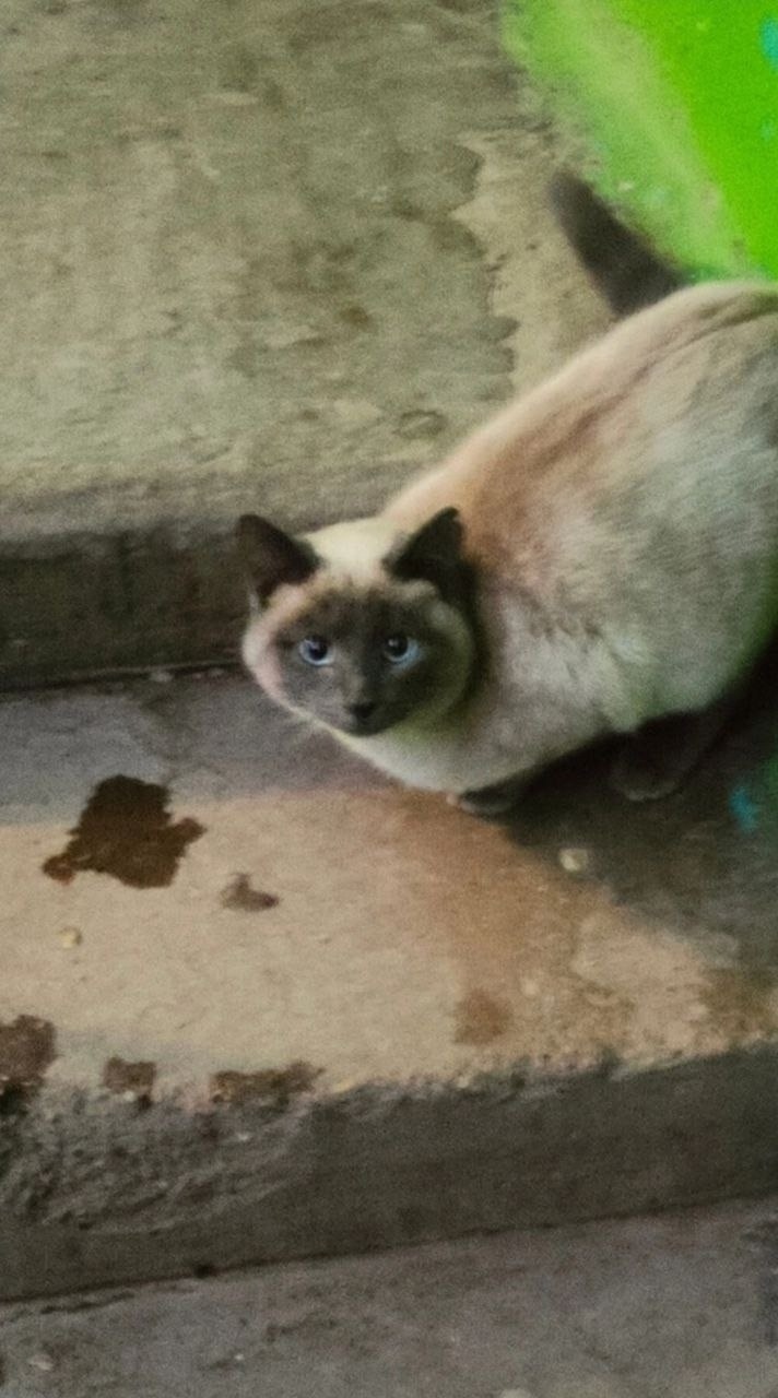 Пропала кошка в Стерлитамаке — фото объявления