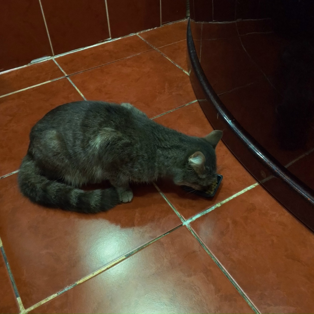 Найдена кошка в Стерлитамаке — фото объявления