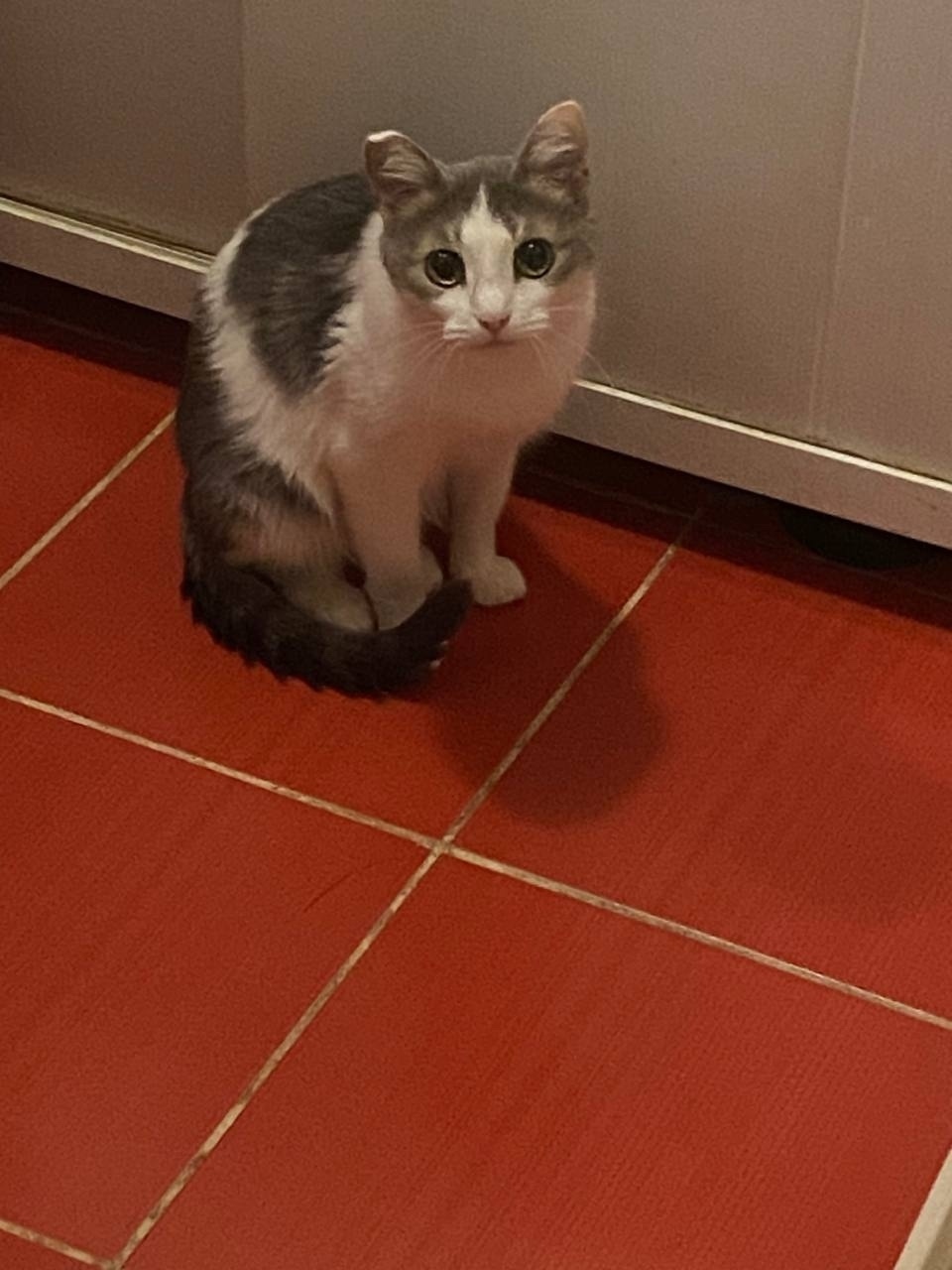 Пропала кошка в Стерлитамаке — фото объявления