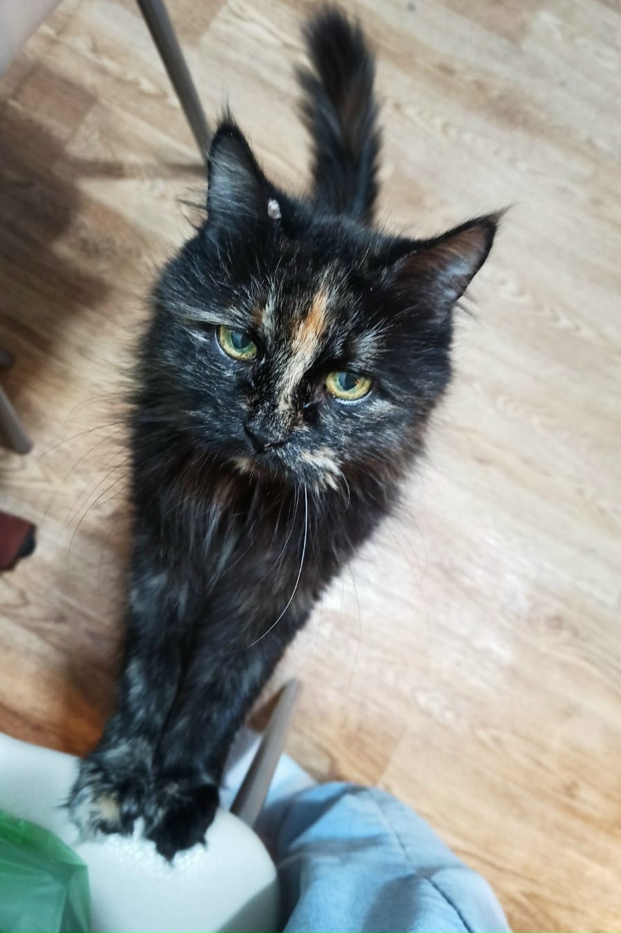 Пропала кошка в Стерлитамаке — фото объявления