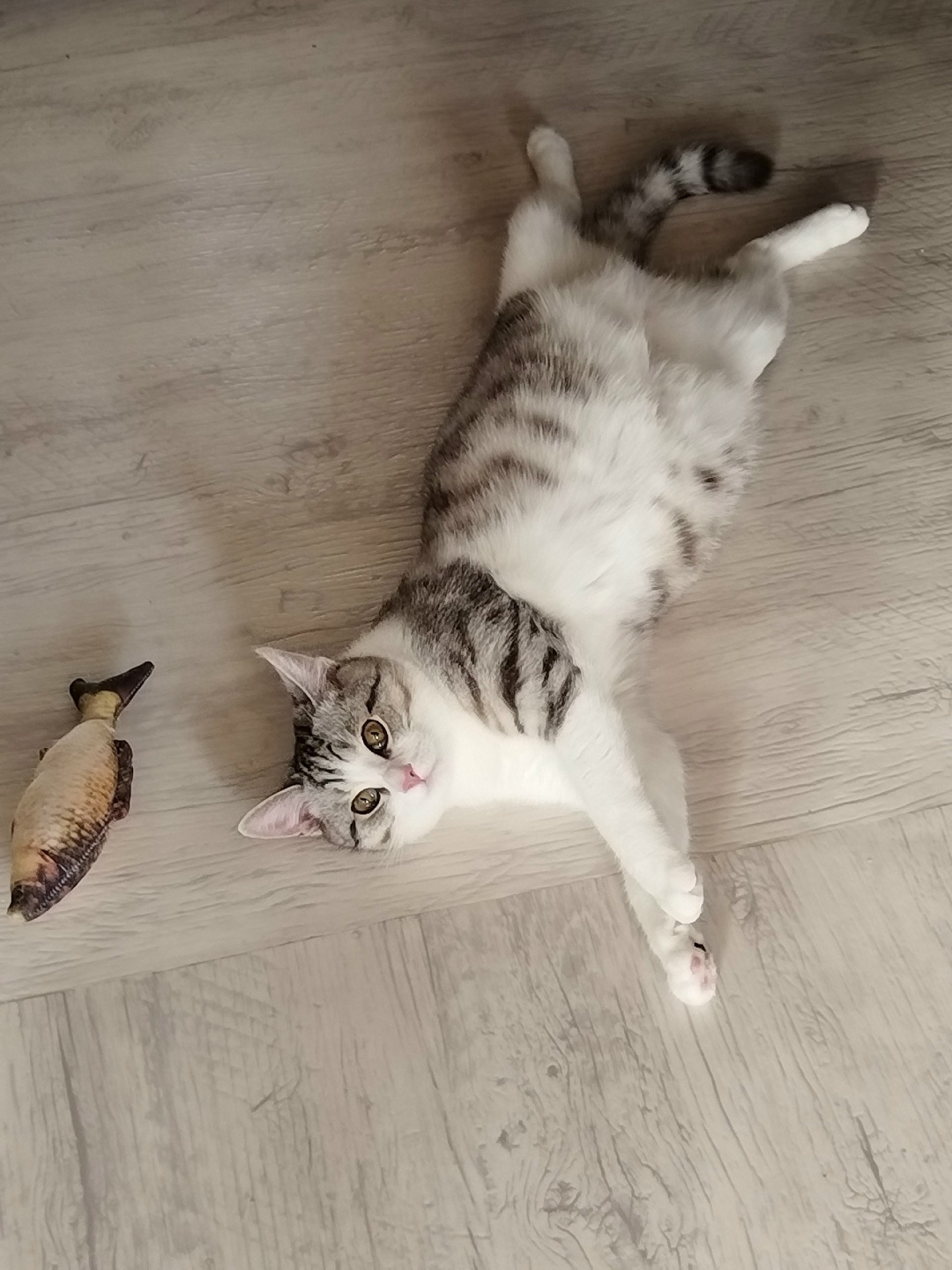 Пропала кошка в Стерлитамаке — фото объявления