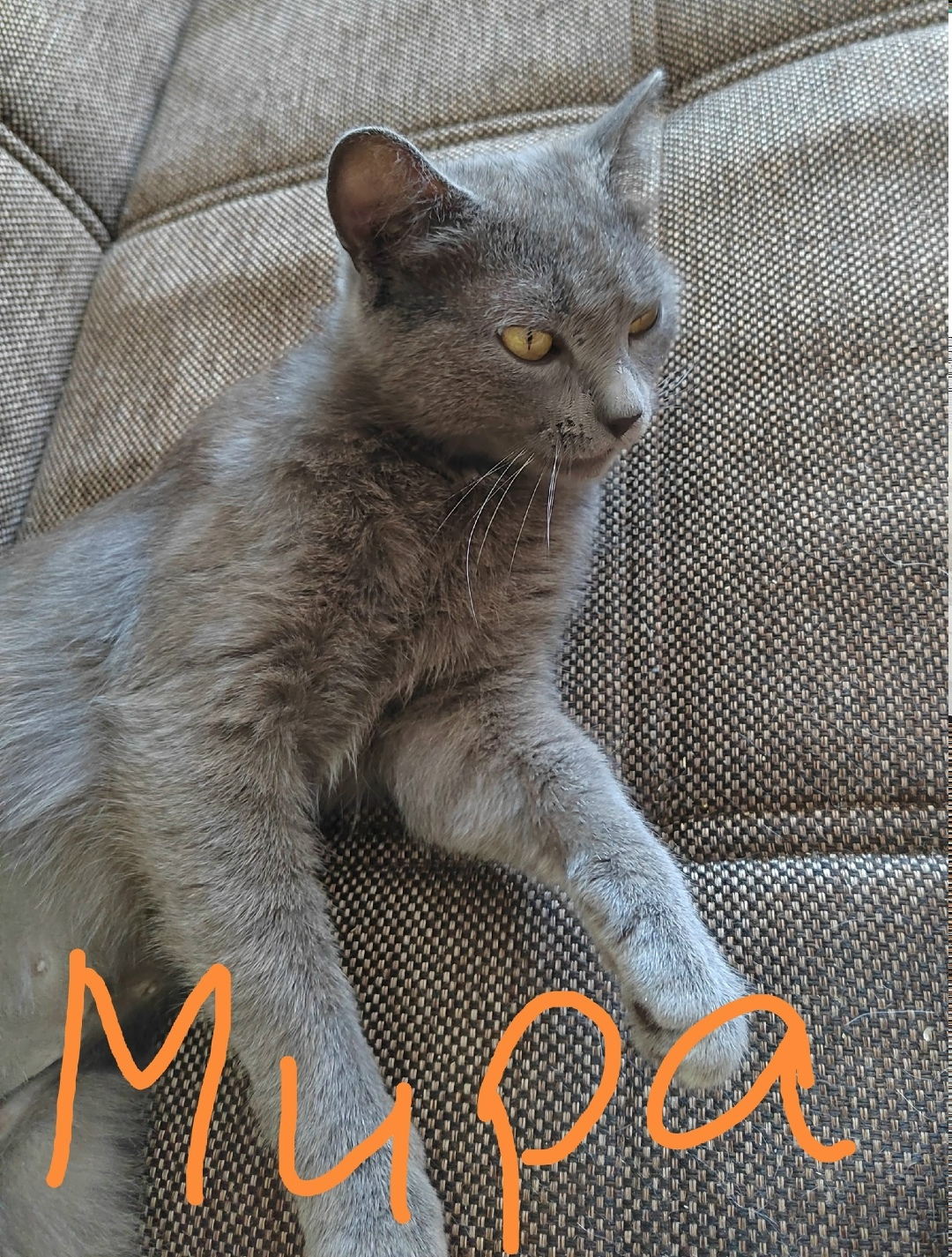 Найдена кошка в Стерлитамаке — фото объявления