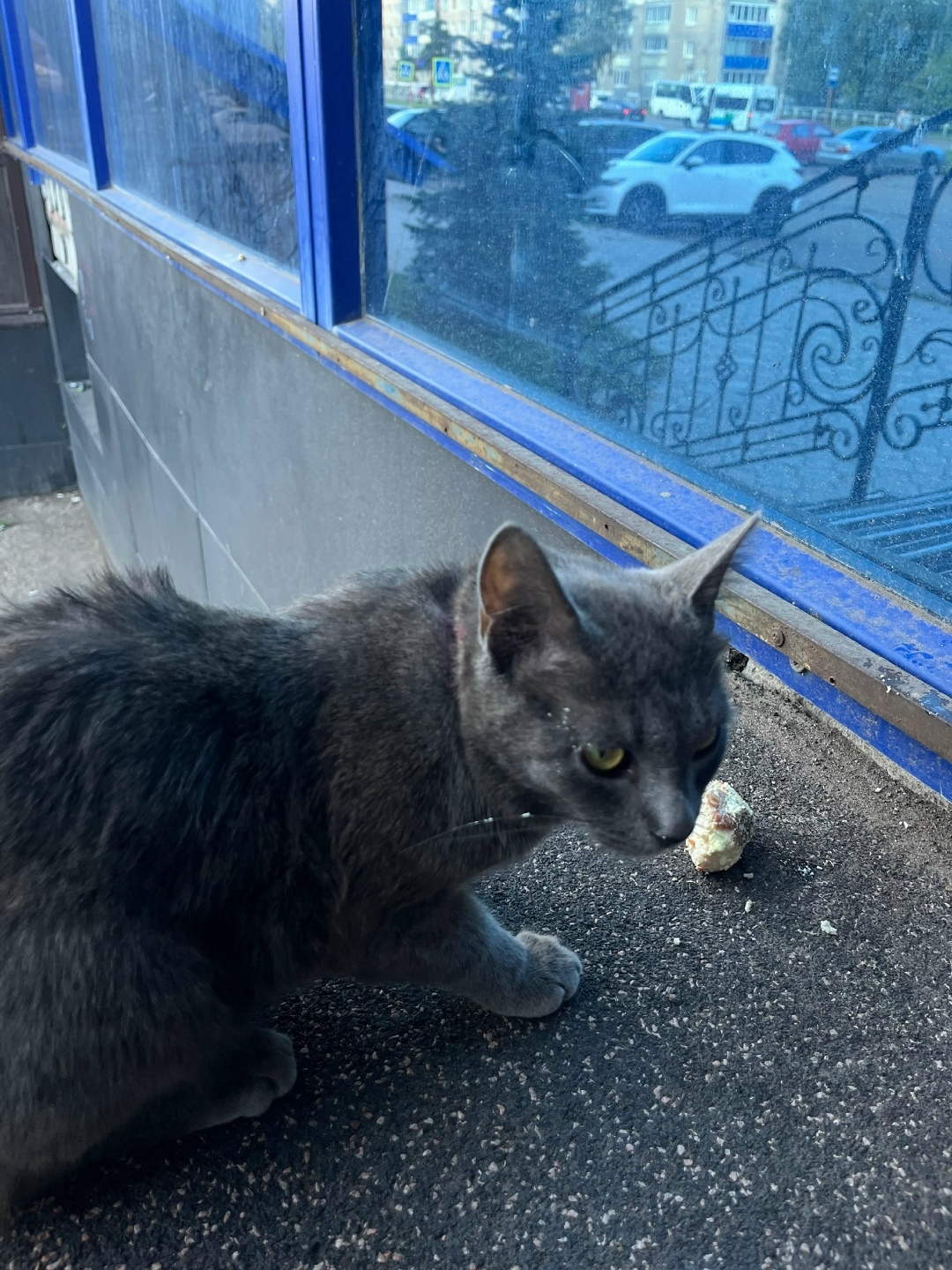 Пропала кошка в Стерлитамаке — фото объявления