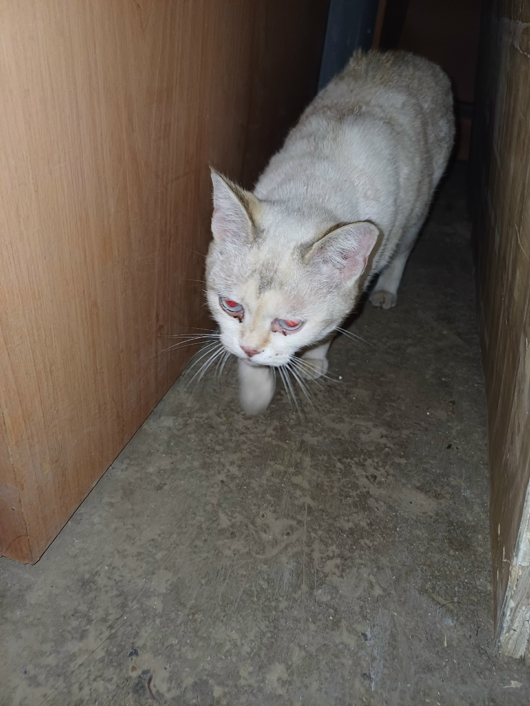 Найдена кошка в Стерлитамаке — фото объявления