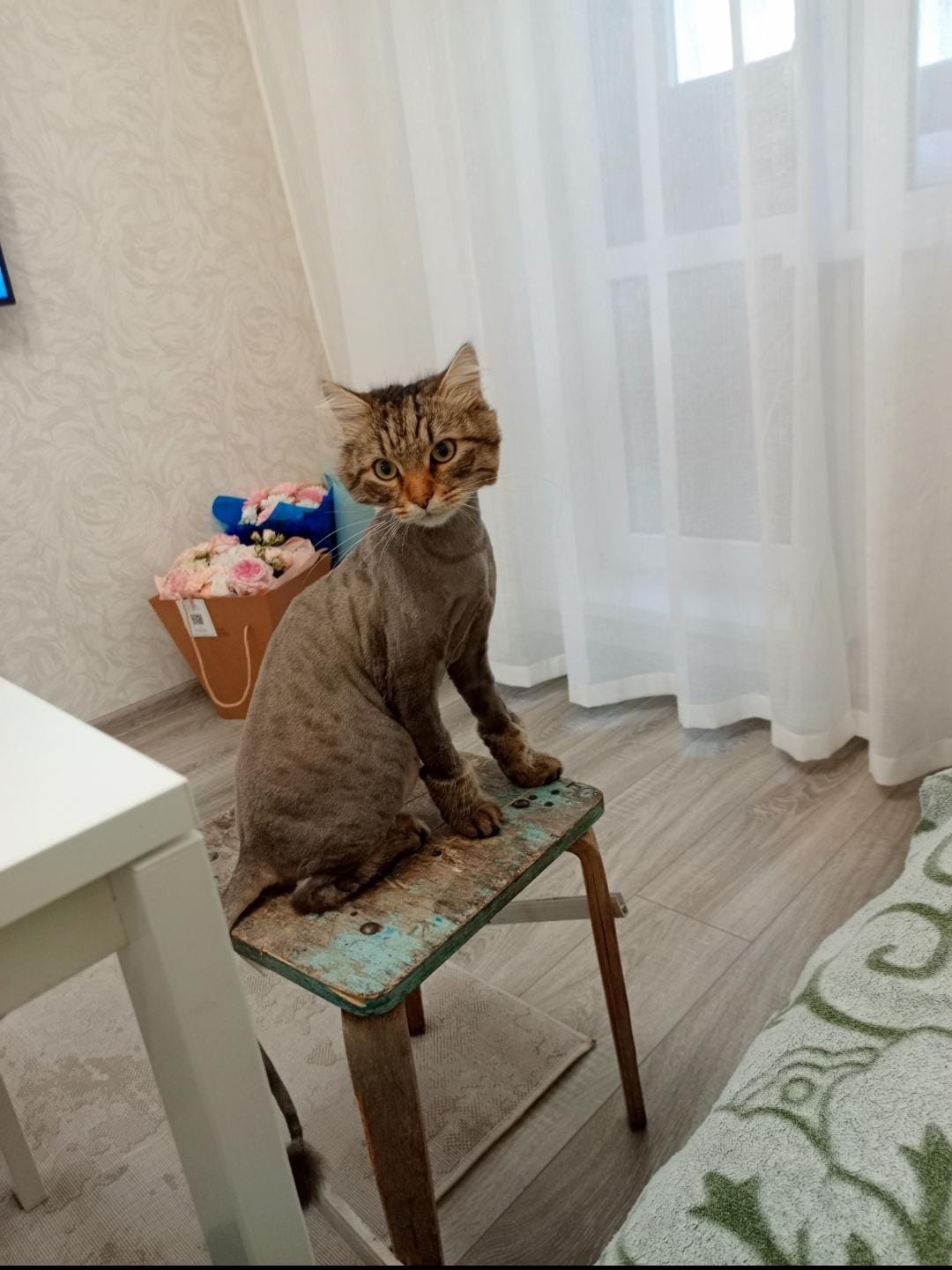 Пропала кошка в Стерлитамаке — фото объявления