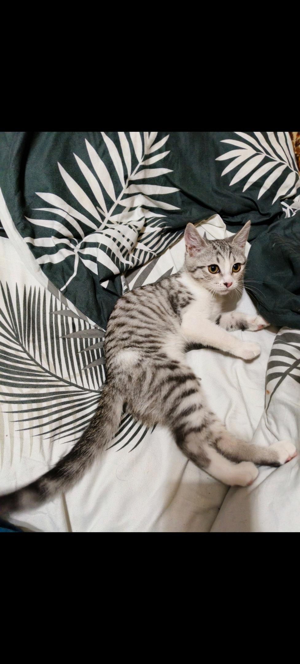 Пропала кошка в Стерлитамаке — фото объявления