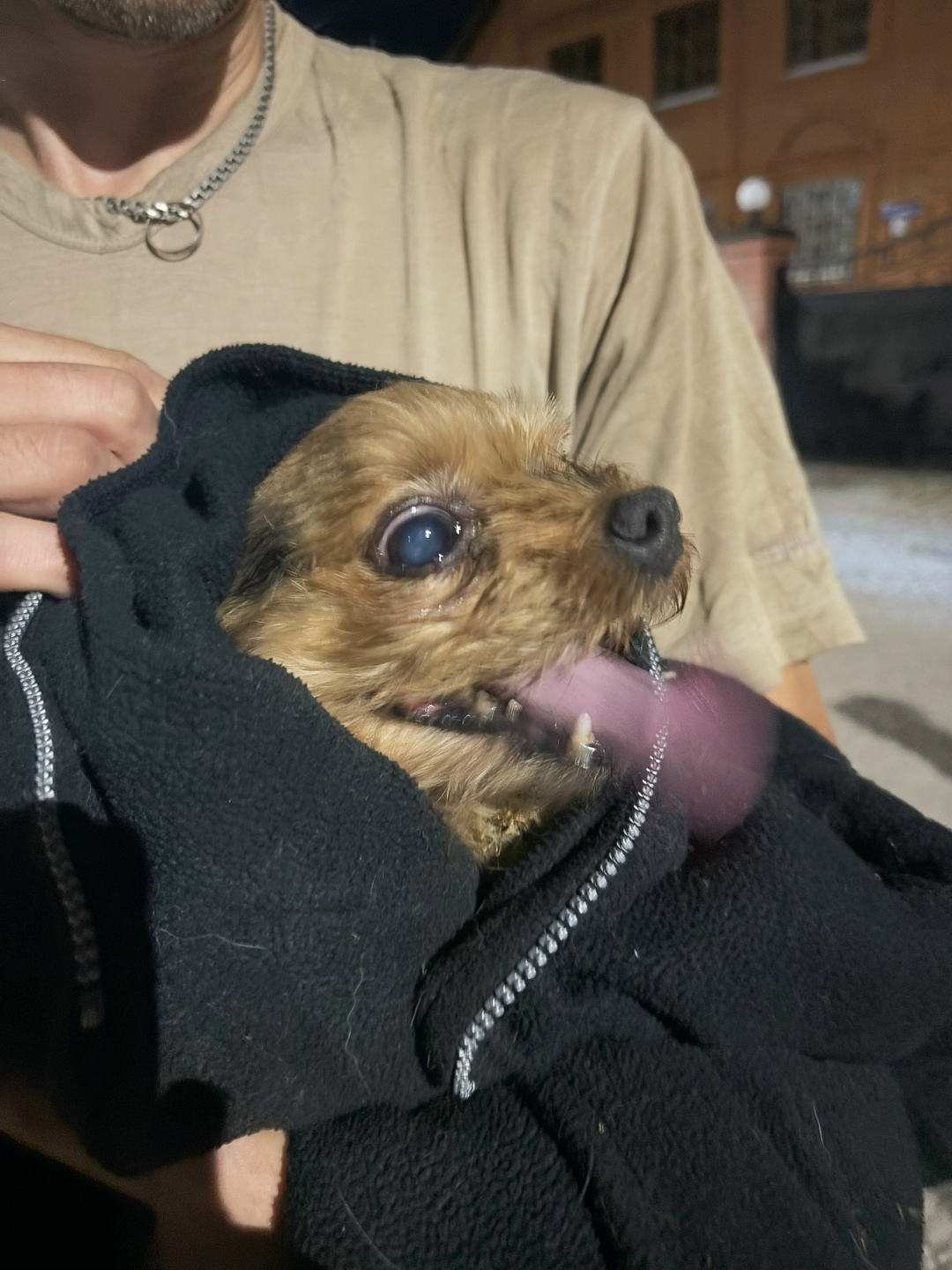 Пропала собака в Стерлитамаке — фото объявления