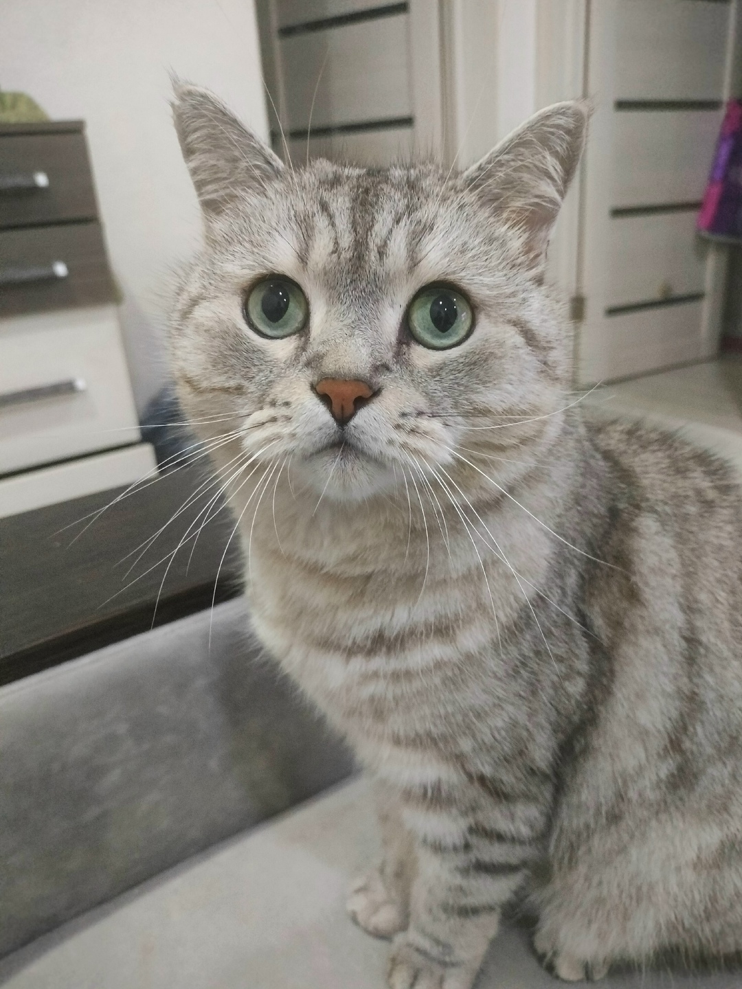 Пропала кошка в Стерлитамаке — фото объявления