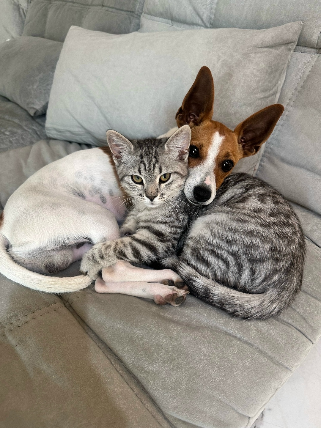 Пропала собака в Стерлитамаке — фото объявления