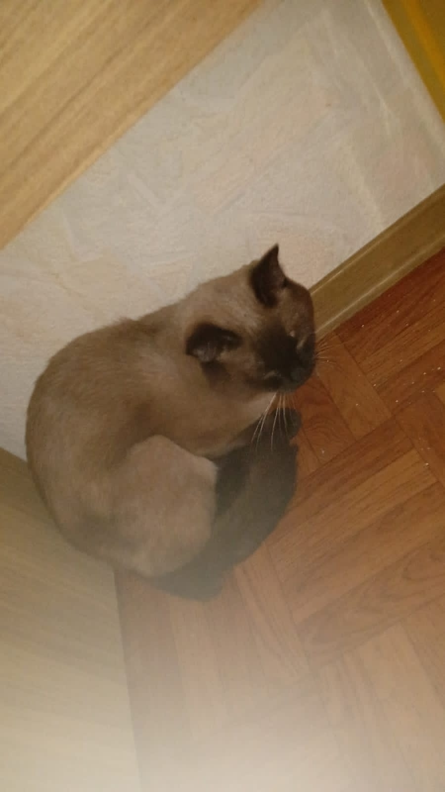 Найдена собака в Стерлитамаке — фото объявления