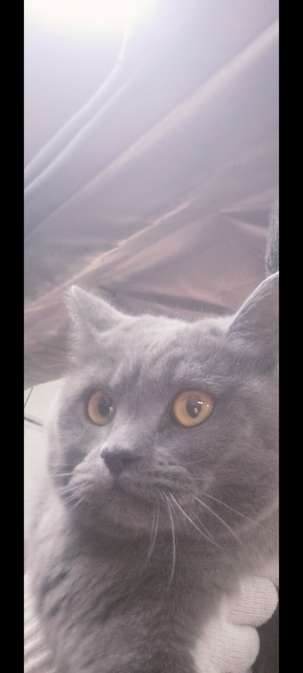 Пропала кошка в Стерлитамаке — фото объявления