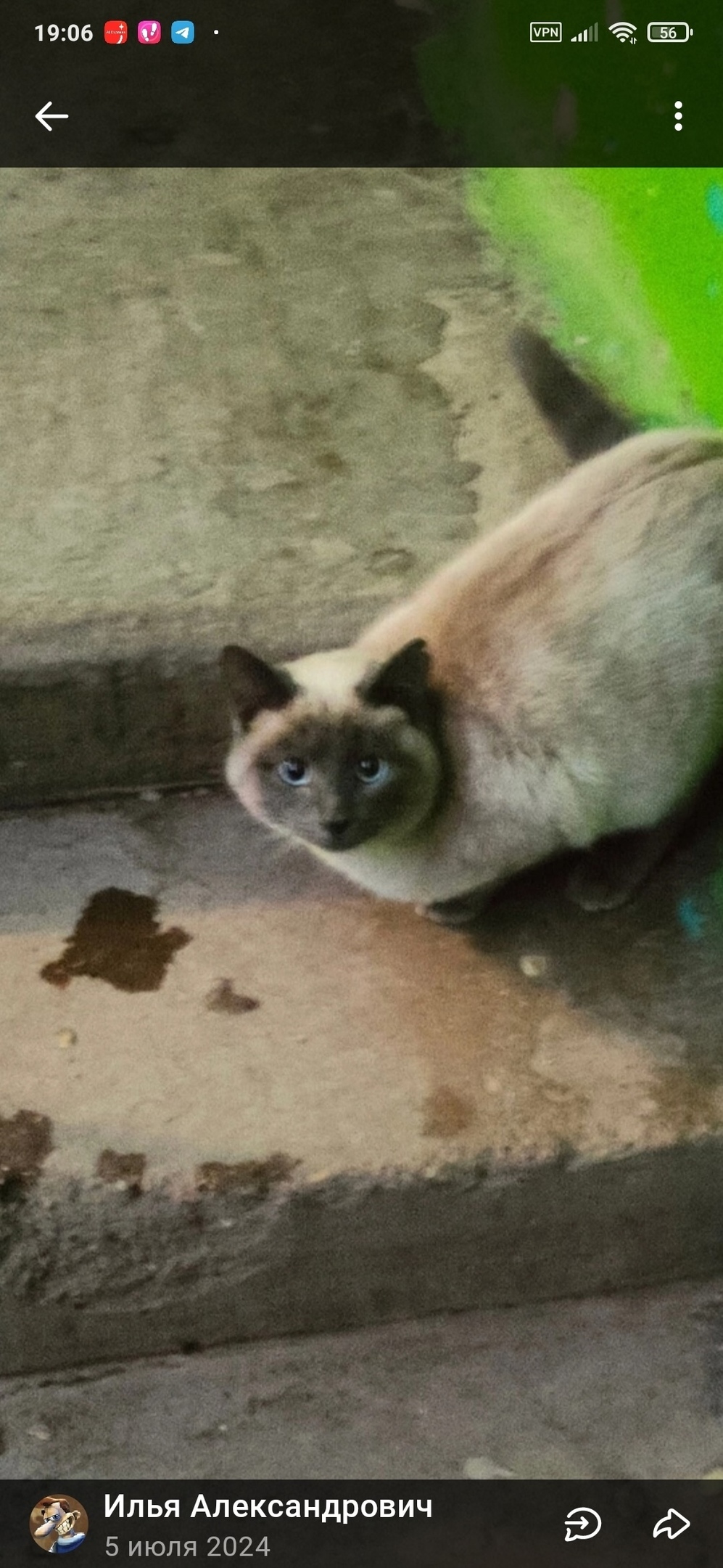 Пропала кошка в Стерлитамаке — фото объявления