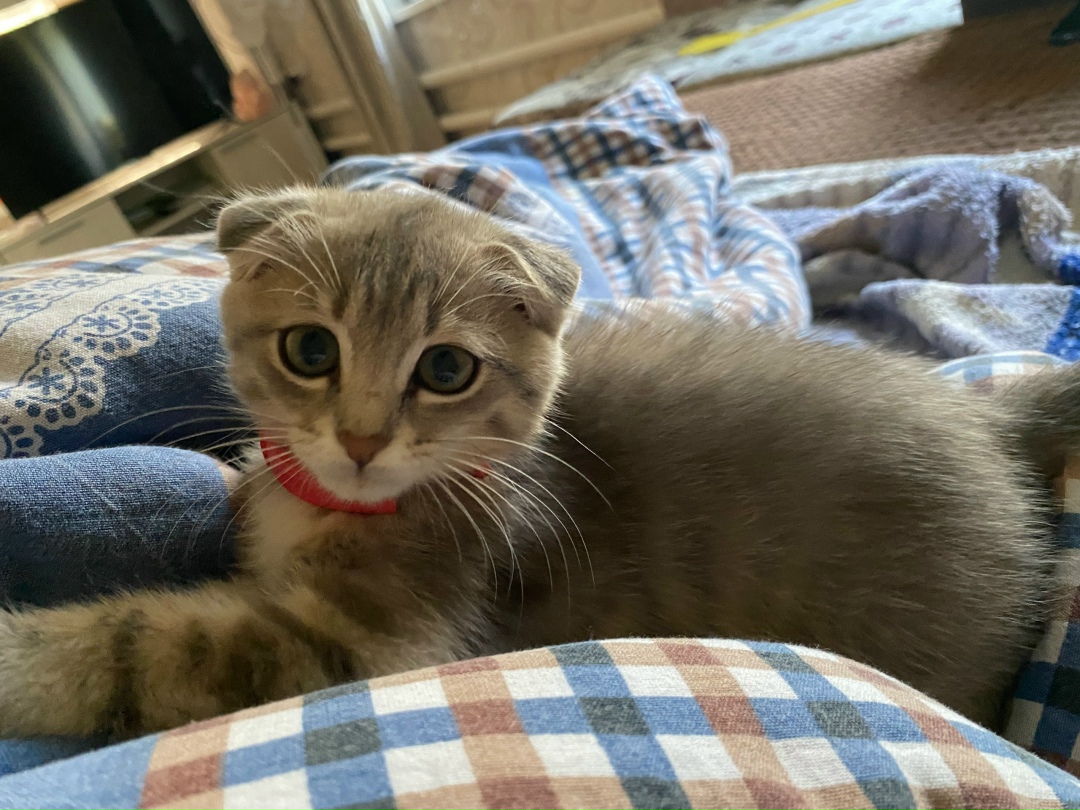 Пропала кошка в Стерлитамаке — фото объявления