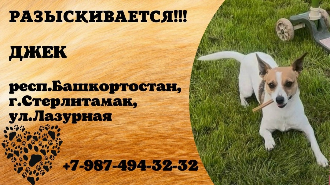 Пропала собака в Стерлитамаке — фото объявления
