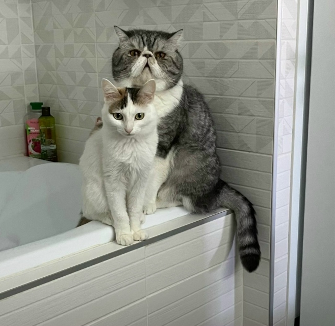 Пропала кошка в Стерлитамаке — фото объявления