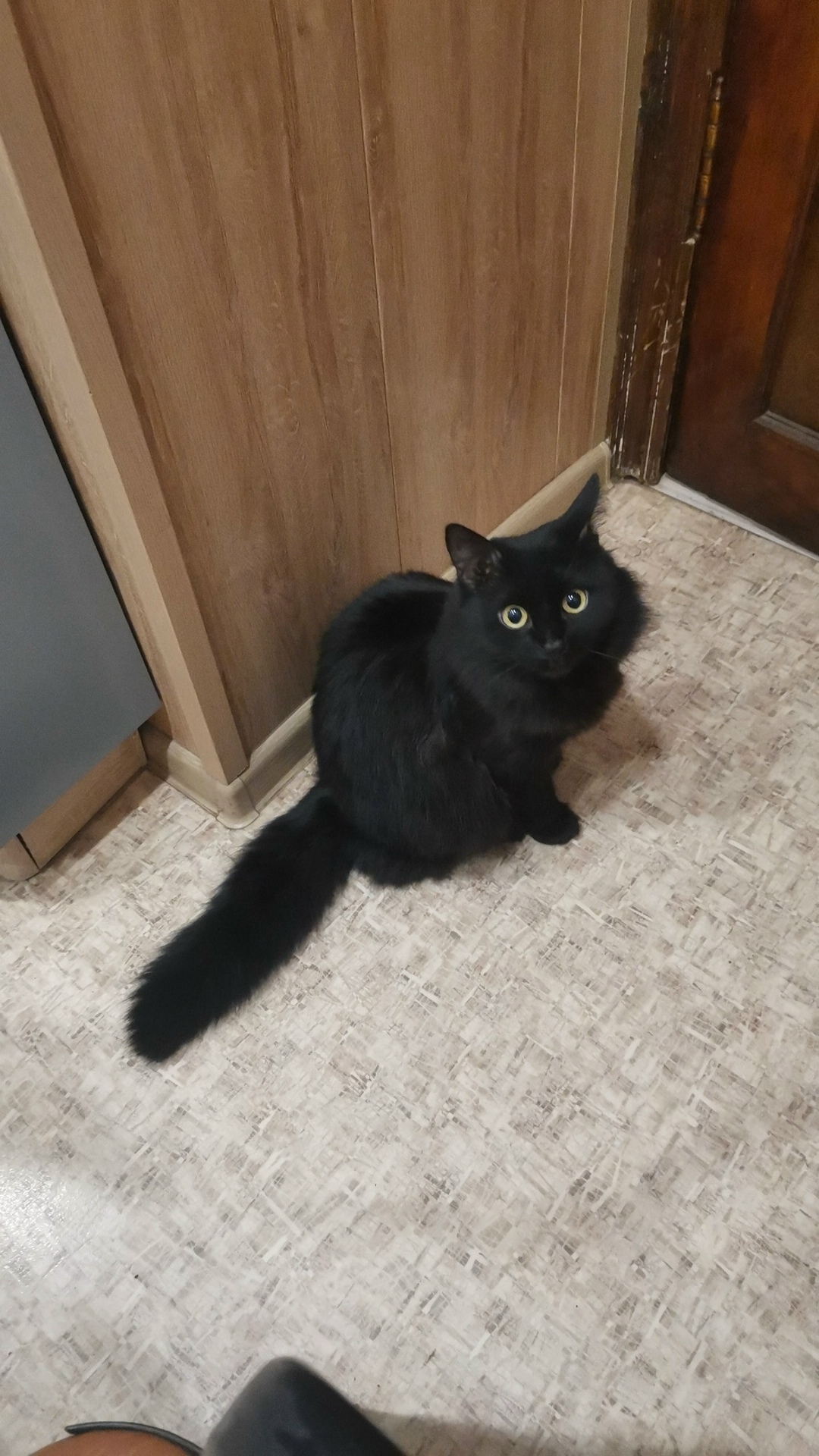 Пропала кошка в Стерлитамаке — фото объявления