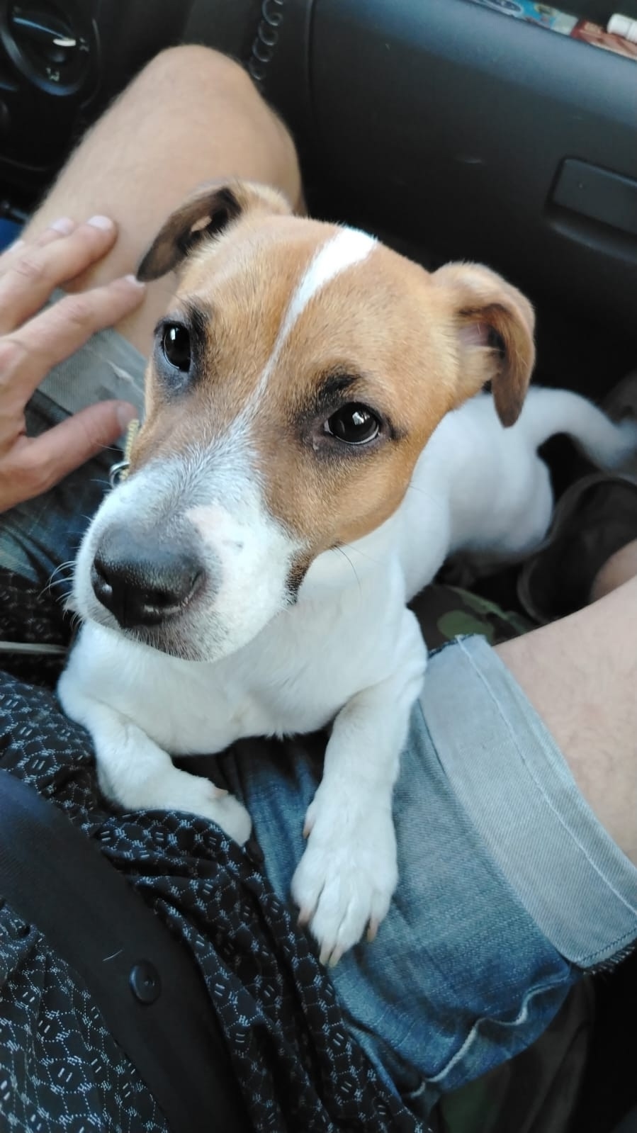 Пропала собака в Стерлитамаке — фото объявления