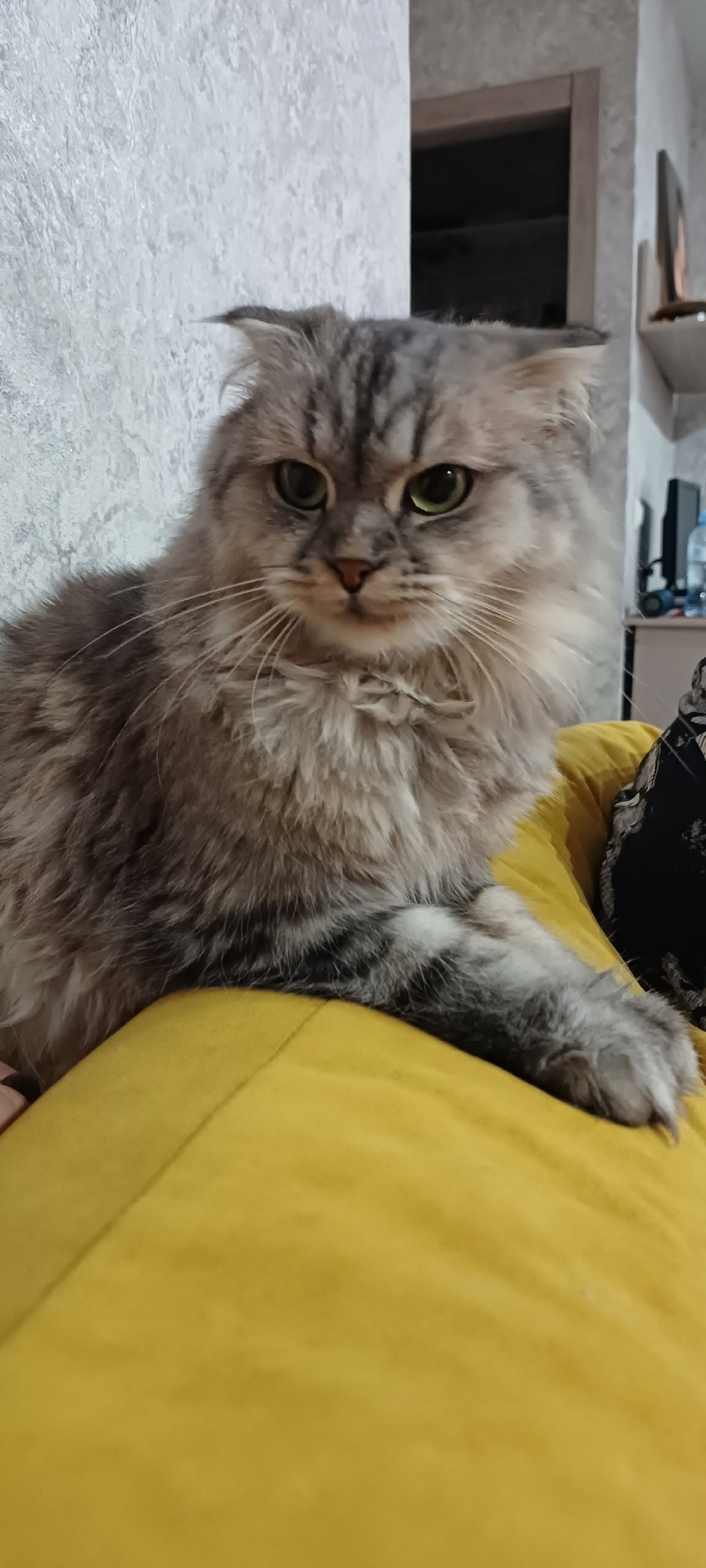 Пропала кошка в Стерлитамаке — фото объявления