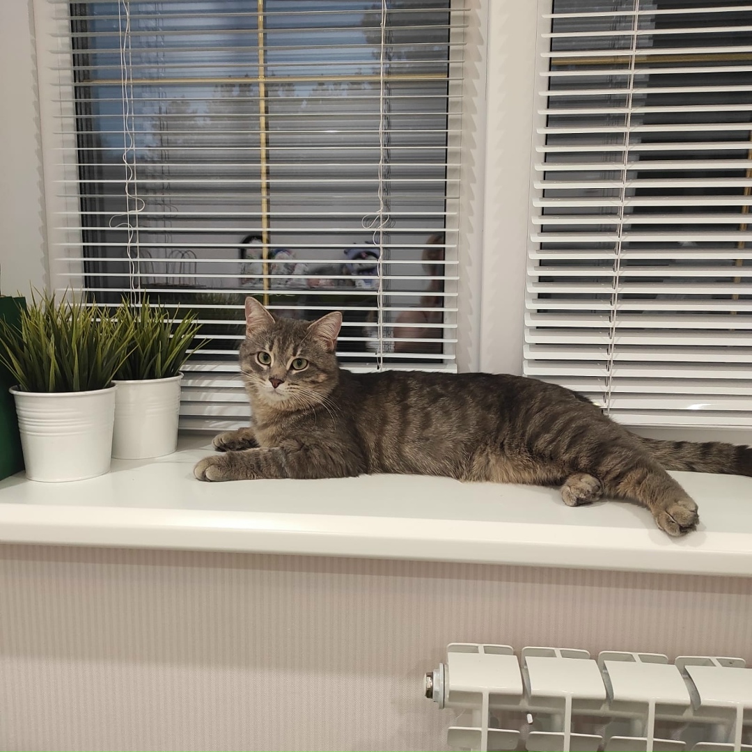 Пропала кошка в Стерлитамаке — фото объявления