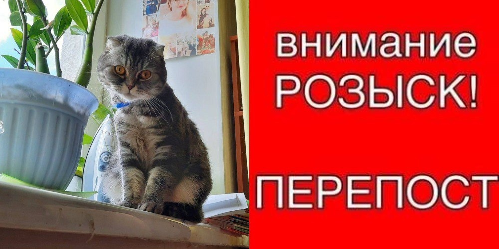 Пропала кошка в Стерлитамаке — фото объявления