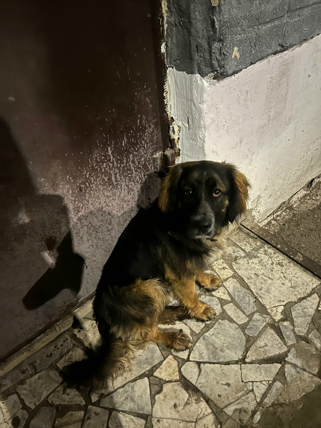 Пропала собака в Стерлитамаке — фото объявления