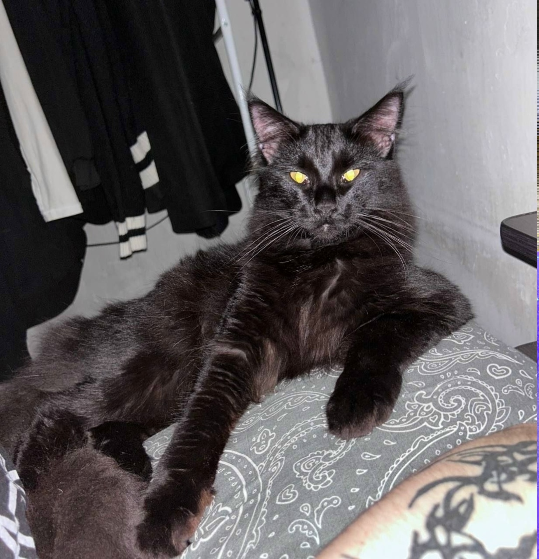 Пропала кошка в Стерлитамаке — фото объявления