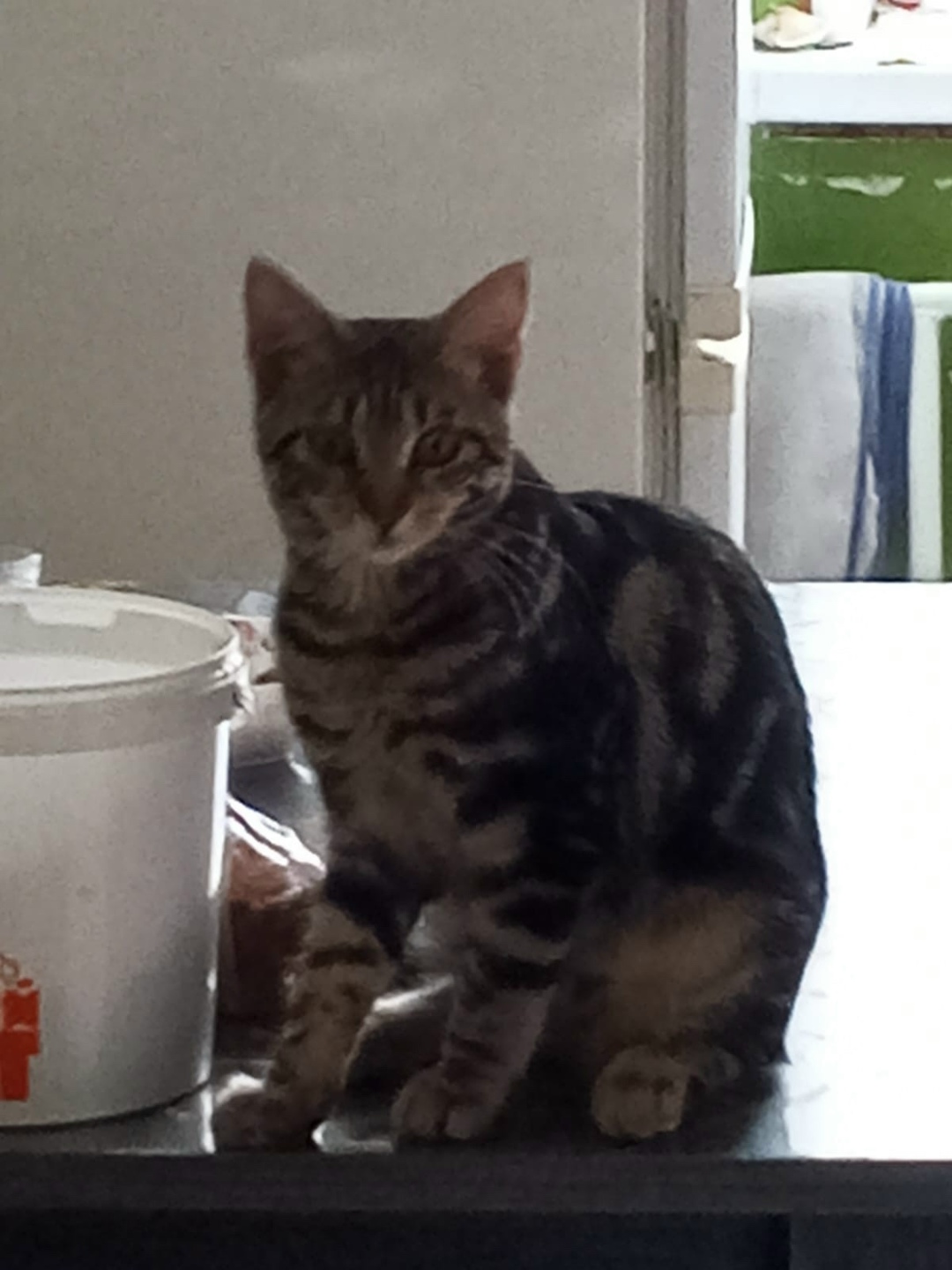 Пропала кошка в Стерлитамаке — фото объявления
