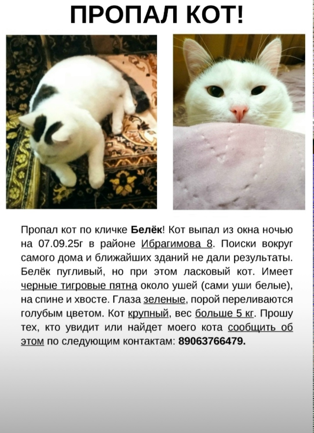 Пропала кошка в Стерлитамаке — фото объявления