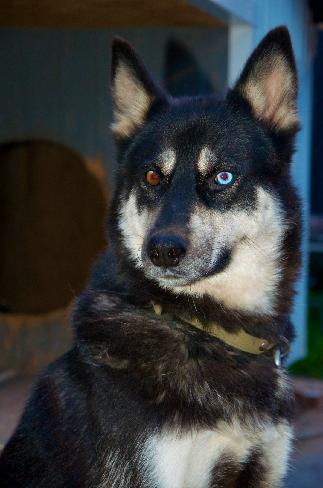 Пропала собака в Стерлитамаке — фото объявления