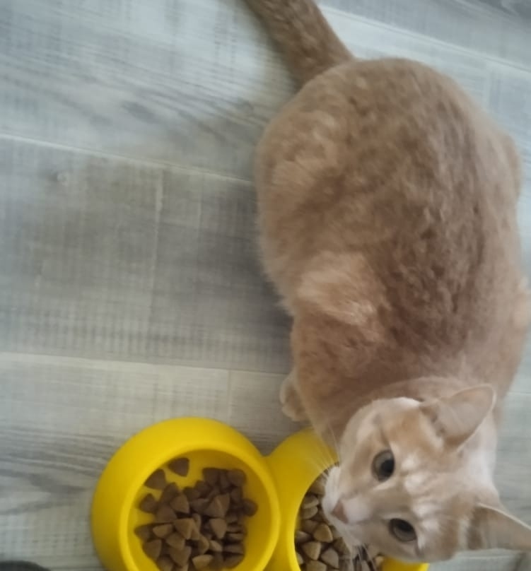 Пропала кошка в Стерлитамаке — фото объявления