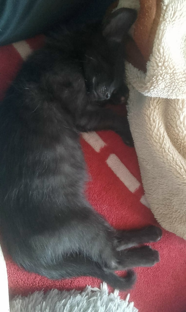 Пропала кошка в Стерлитамаке — фото объявления