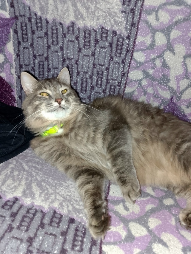 Пропала кошка в Стерлитамаке — фото объявления